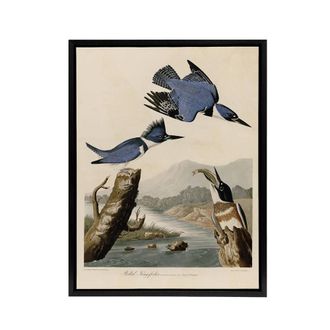 Artery8 Audubon Birds Of America Belted Kingfisher Framed Canvas Wall Art Print in Blue | Size: W24 x H32