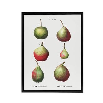 Artery8 Pear Fruit Varieties Redoute Vintage Black Framed Canvas Wall Art in White | Size: W24 x H32