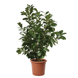 Kentis Prunus Laurocerasus Novita - Piante Vere Da Esterni - H 80-100 Cm Vaso &Oslash; 24 Cm