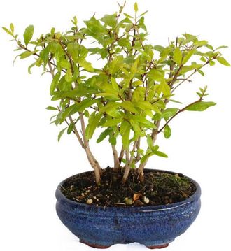 Kentis Kentis - Bonsai Melograno - Bonsai Punica Granatum - Vaso &oslash; 15 h 25-35 cm