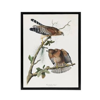 Artery8 Red Shouldered Hawk Audubon Nature Black Framed Canvas Wall Art in White | Size: W24 x H32