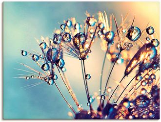 Artland Wandbild »Pusteblume Glitzertau« 1 Stk. tlg. als Leinwandbild, Poster in verschied. Grössen