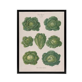 Artery8 Savoy Cabbages Vintage Kitchen Ernst Benary Framed Canvas Wall Art in White | Size: W24 x H32