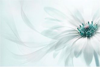 iCanvas Purity By Jacky Parker Wall Art