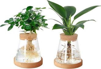 OEM Estaci&oacute;n De Propagaci&oacute;n De Plantas - Terrario De Vidrio - Cultivo Hidrop&oacute;nico - Decoraci&oacute;n Para El Hogar Y La Oficina