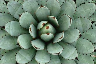 Schubiger M&ouml;bel Digitaldruck auf Acrylglas Agave