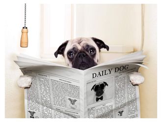 Schubiger M&ouml;bel Digitaldruck auf Acrylglas Mops mit Zeitung