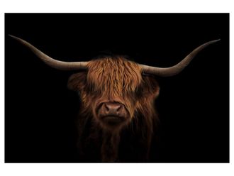 Schubiger M&ouml;bel Digitaldruck auf Glas Hochland Rind Auf Schwarz