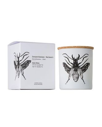 Vila Hermanos Vila Insect Candle In Jar 6.7 Ounce in Dorysthenes Walkeri at Nordstrom
