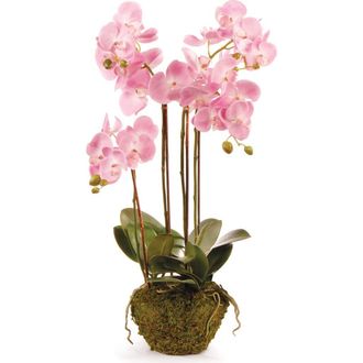 Napa Home & Garden Phalaenopsis Orchid Faux (Fake) Drop-In 30 in Pink at Nordstrom