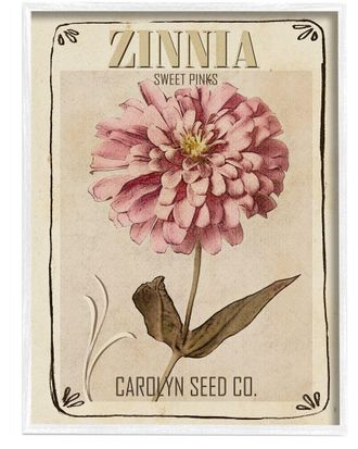 Stupell Industries Sweet Pink Zinnia Florals Vintage Seed Packet By Studio W Wall Art
