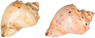 Beachcombers 2.8 Ceramic Conch Shell Salt/Pepper Set Of 2 in Orange at Nordstrom