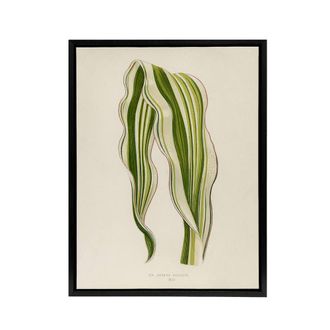 Artery8 Vintage Botanical Striped Maize Corn Leaf Fawcett Framed Canvas Art in Beige | Size: W24 x H32