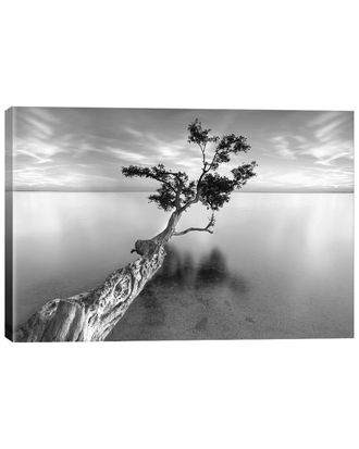 iCanvas Icanvas Water Tree Xiii By Moises Levy Wall Art