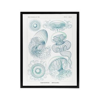Artery8 Aequoreidae Jellyfish Marine Life Species Haeckel Framed Canvas Art in White | Size: W24 x H32