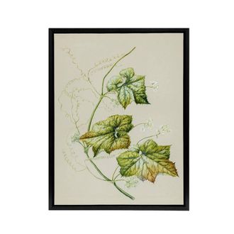 Artery8 New Zealand Sicyos Australis Mawhai Plant Featon Framed Canvas Art in Beige | Size: W24 x H32