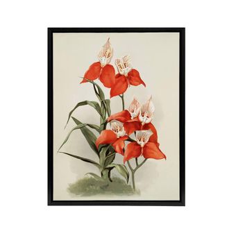 Artery8 Frederick Sander Disa Grandiflora Orchid Flowers Framed Canvas Art | Size: W24 x H32