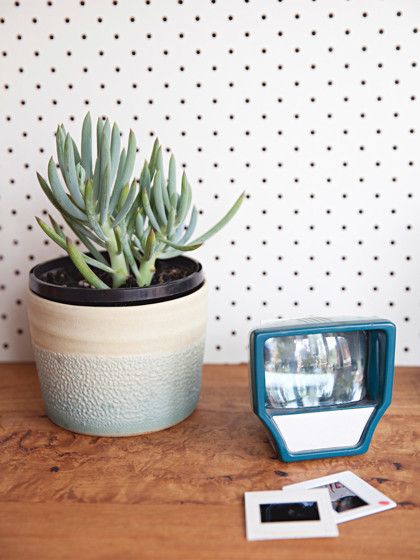 5 Hard-To-Kill Apartment Friendly Plants