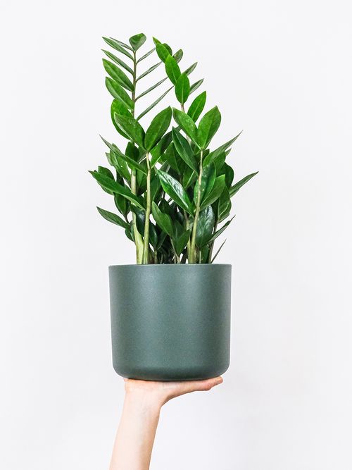 Eine Frauenhand hält eine Zamioculcas Zamiifolia.