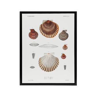 Artery8 Clam shell varieties Augustus Gould Framed Canvas Wall Art Print in White | Size: W24 x H32