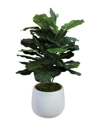 Creative Displays Inc. Fiddle Leaf Plant