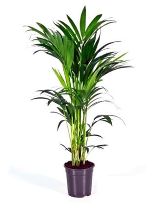 OEM Planta Natural Kentia En Maceta M24. Altura 180 Cm