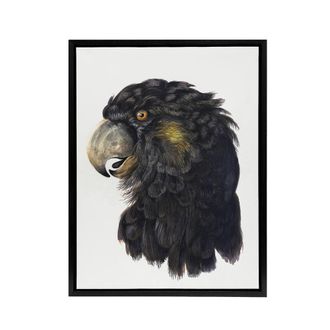 Artery8 Cockatoo Parrot Head Schouman Watercolour Framed Canvas Wall Art Print in White | Size: W24 x H32