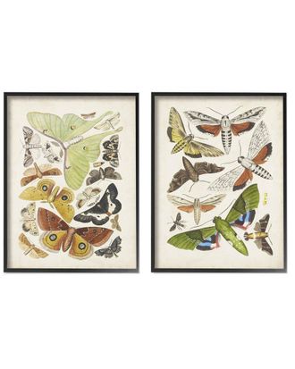 Stupell Industries Vintage Moths Latin Studies By World Art Group Wall Art