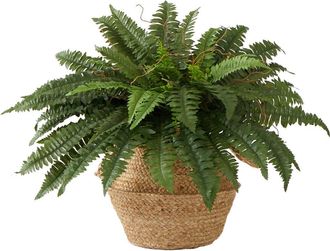 Nearly Natural 23-in Artificial Boston Fern Plant with Handmade Jute & Cotton Basket DIY KIT in Green at Nordstrom