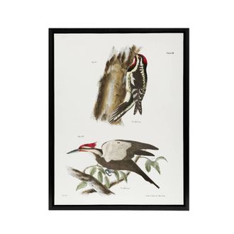 Artery8 James De Kay Yellow Bellied & Crested Woodpecker Framed Canvas Art in White | Size: W24 x H32