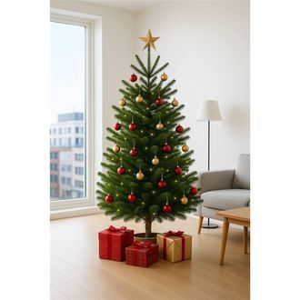 Clifton Premier Nordman Fir Xmas Tree- Low Needle Drop -1.75 - 2.0m (5.75 - 6.5ft) in Green