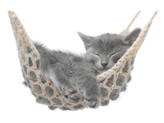 Schubiger M&ouml;bel Digitaldruck auf Glas K&auml;tzchen in Der H&auml;ngmatte 2