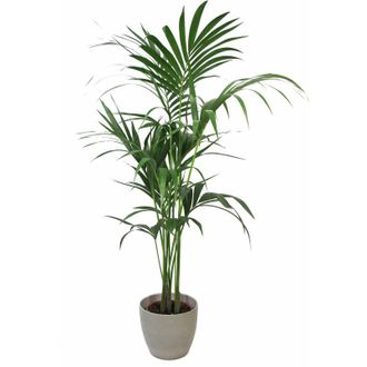 Kentis Howea Forsteriana Kentia con Vaso in Ceramica Taupe Stone - h 100-120 cm Vaso da Coltura &oslash; 20 cm