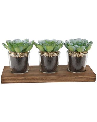 Flora Bunda Set of 3 Shot Glass Succulents on Wood Tray