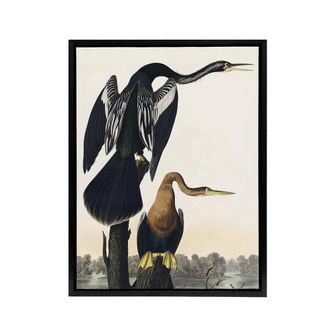 Artery8 Black Bellied Darter Bird Audubon Nature Black Framed Canvas Wall Art in White | Size: W24 x H32