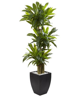 Nearly Natural 5.5Ft Corn Stalk Dracaena With Black Wash Planter