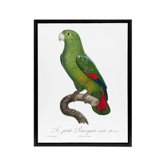 Artery8 The Black Billed Amazon Parrot Levaillant Framed Canvas Wall Art Print in White | Size: W24 x H32