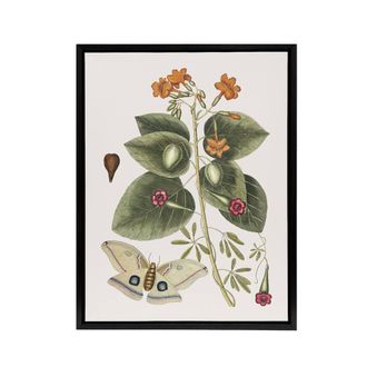 Artery8 Great Moth Tievine & Geiger Tree Flowers Catesby Framed Canvas Art | Size: W24 x H32