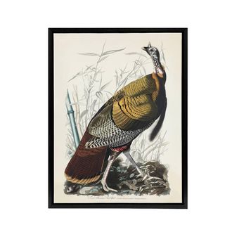 Artery8 Birds of America Wild Turkey Audubon Nature Black Framed Canvas Art in White | Size: W24 x H32