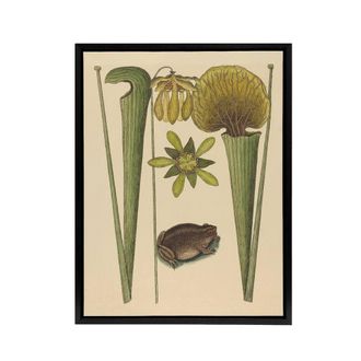 Artery8 Land Frog & Sarracenia Pitcher Plant Catesby Framed Canvas Wall Art in Beige | Size: W24 x H32