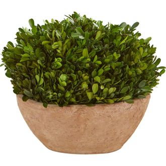 Nearly Natural 12-in Boxwood Preserved Plant in Oval Planter in Green at Nordstrom