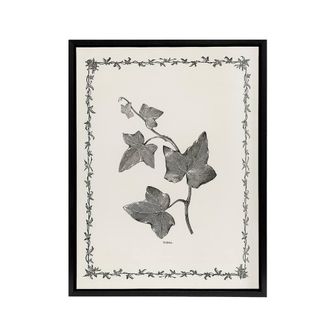 Artery8 Vintage Botanical Ipomoea Triloba Leaves Hibberd Framed Canvas Art in White | Size: W24 x H32