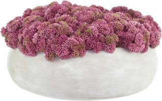 Creative Displays Inc. Sedum Arranged In A Stone Planter