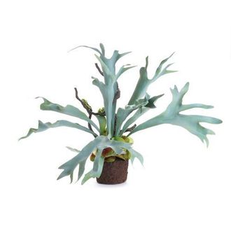 Napa Home & Garden Staghorn Fern Drop-In 22 in Green at Nordstrom
