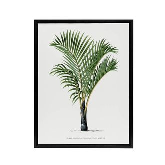 Artery8 Hyophorbe Verschaffelti Palm Tree Kerchove Framed Canvas Wall Art in White | Size: W24 x H32