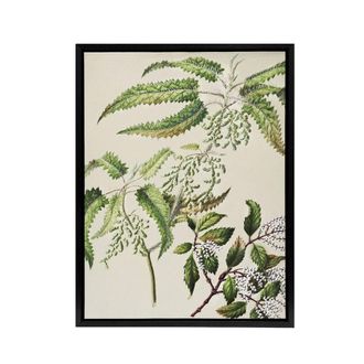 Artery8 New Zealand Ongaonga Tree Nettle Plant Featon Framed Canvas Wall Art in Beige | Size: W24 x H32