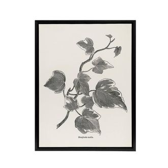 Artery8 Vintage Botanical Marginata Ivy Hibberd Black Framed Canvas Wall Art in White | Size: W24 x H32