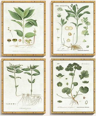 Ballard Designs Pictures of Nordic Flora Art - Print III, 22 x 18 - Ballard Designs