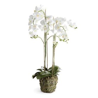 Napa Home & Garden 44 Phalaenopsis Orchid Drop-In Artificial Faux Floral Flower Plant in White at Nordstrom