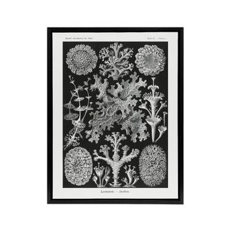 Artery8 Lichen Species Vintage Haeckel Botanical Black Framed Canvas Wall Art | Size: W24 x H32